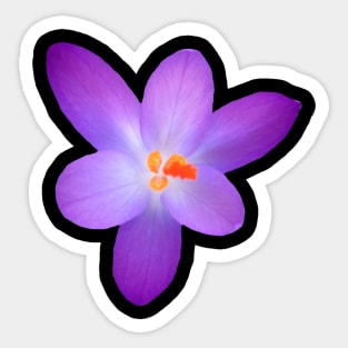 purple, crocus, violet, crocuses, spring flowers Sticker